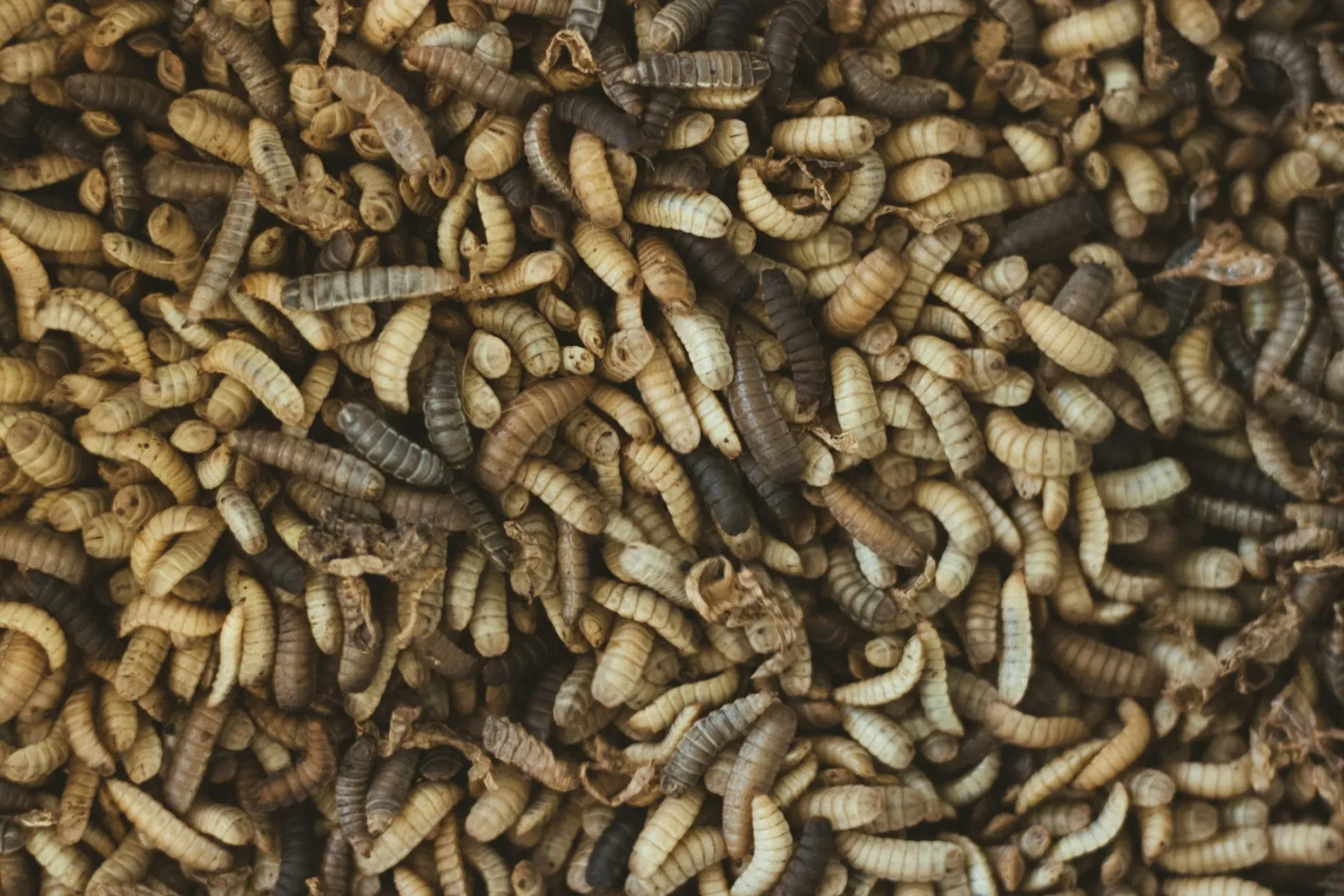 Maggot / BSF