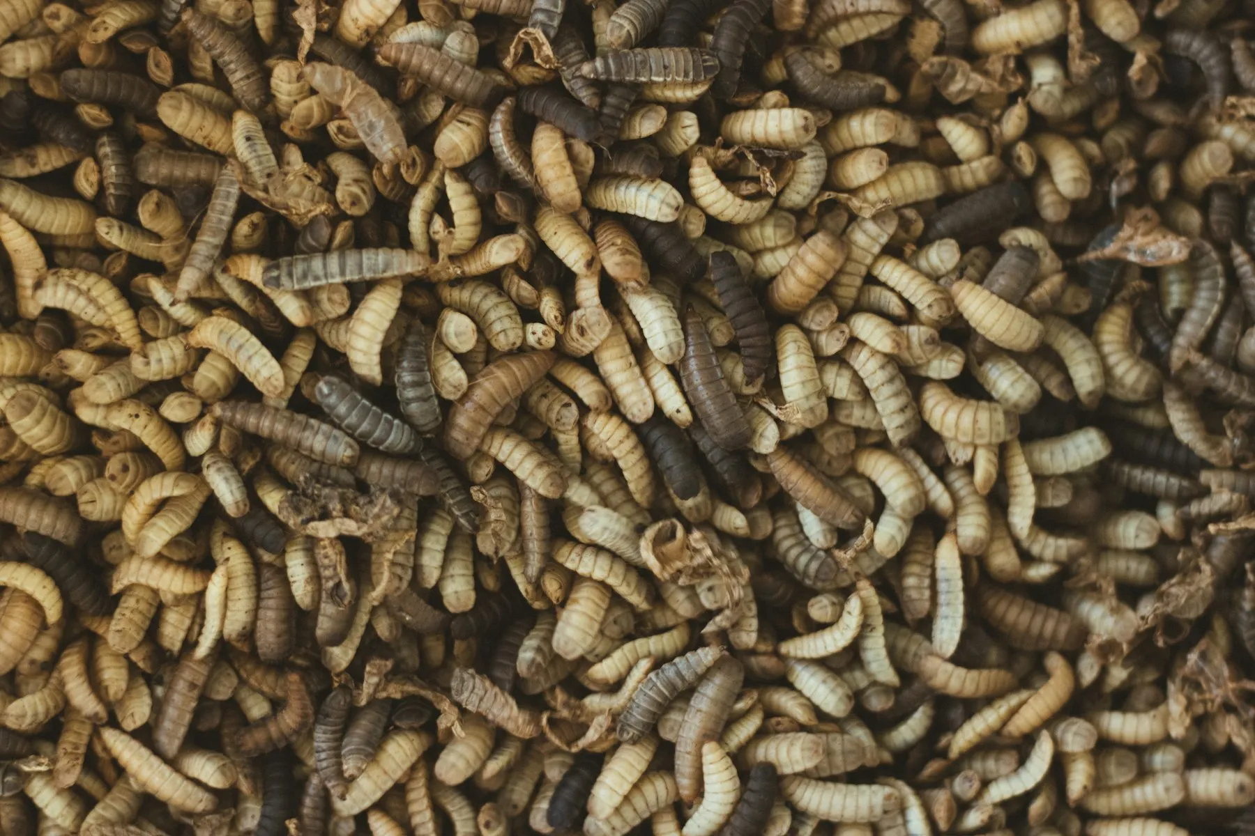 Larva BSF umur dua minggu di media budidaya