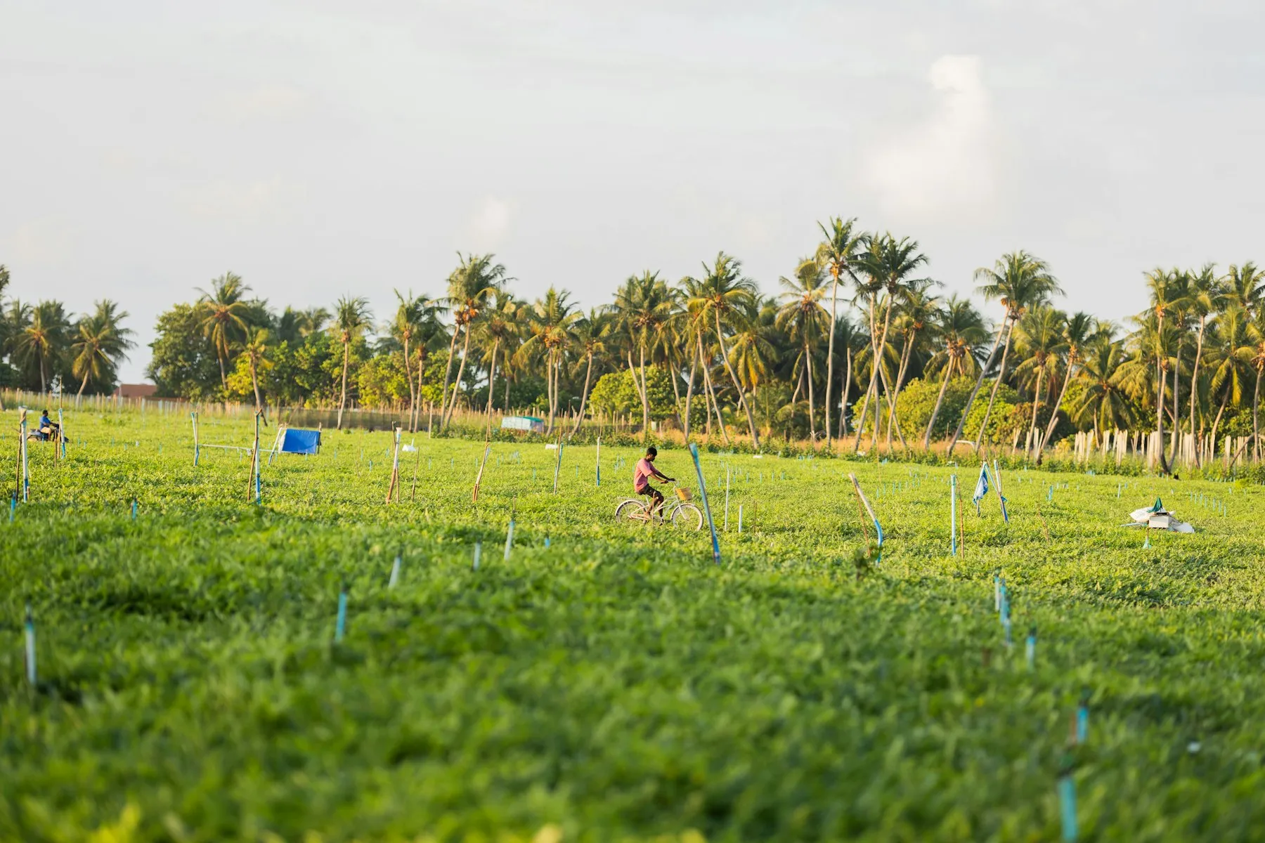 Kebun kelapa di wilayah pemasok